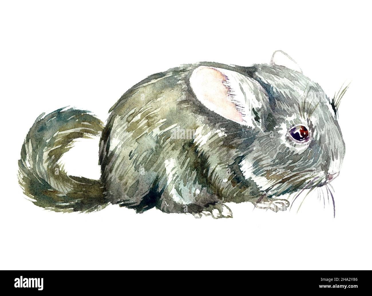 Chinchilla à queue longue (Chinchilla lanigera) vue latérale debout, illustration aquarelle peinte à la main Banque D'Images