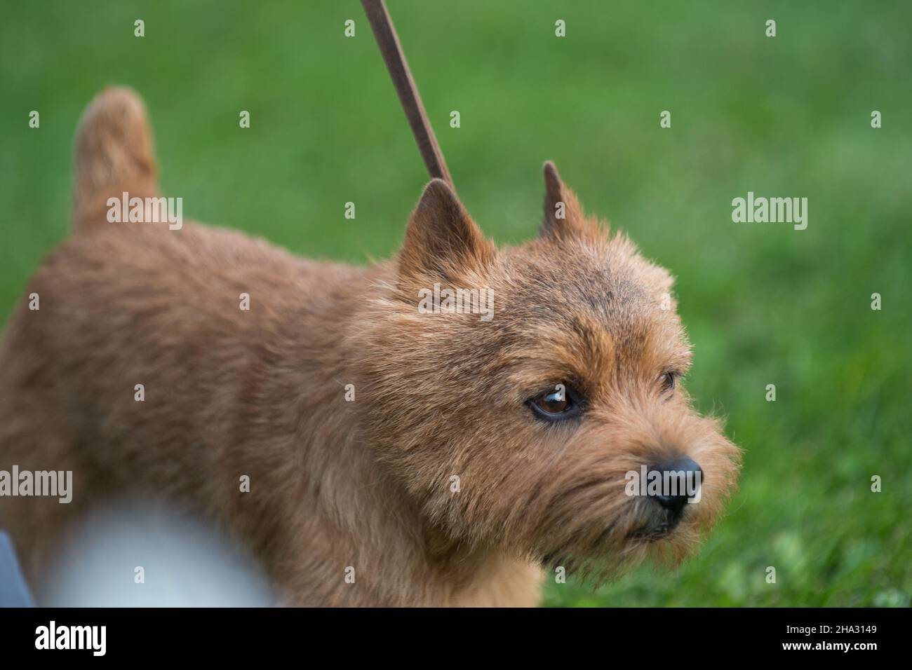 Norwich Terrier marche dans l'anneau d'exposition canine à New York Banque D'Images