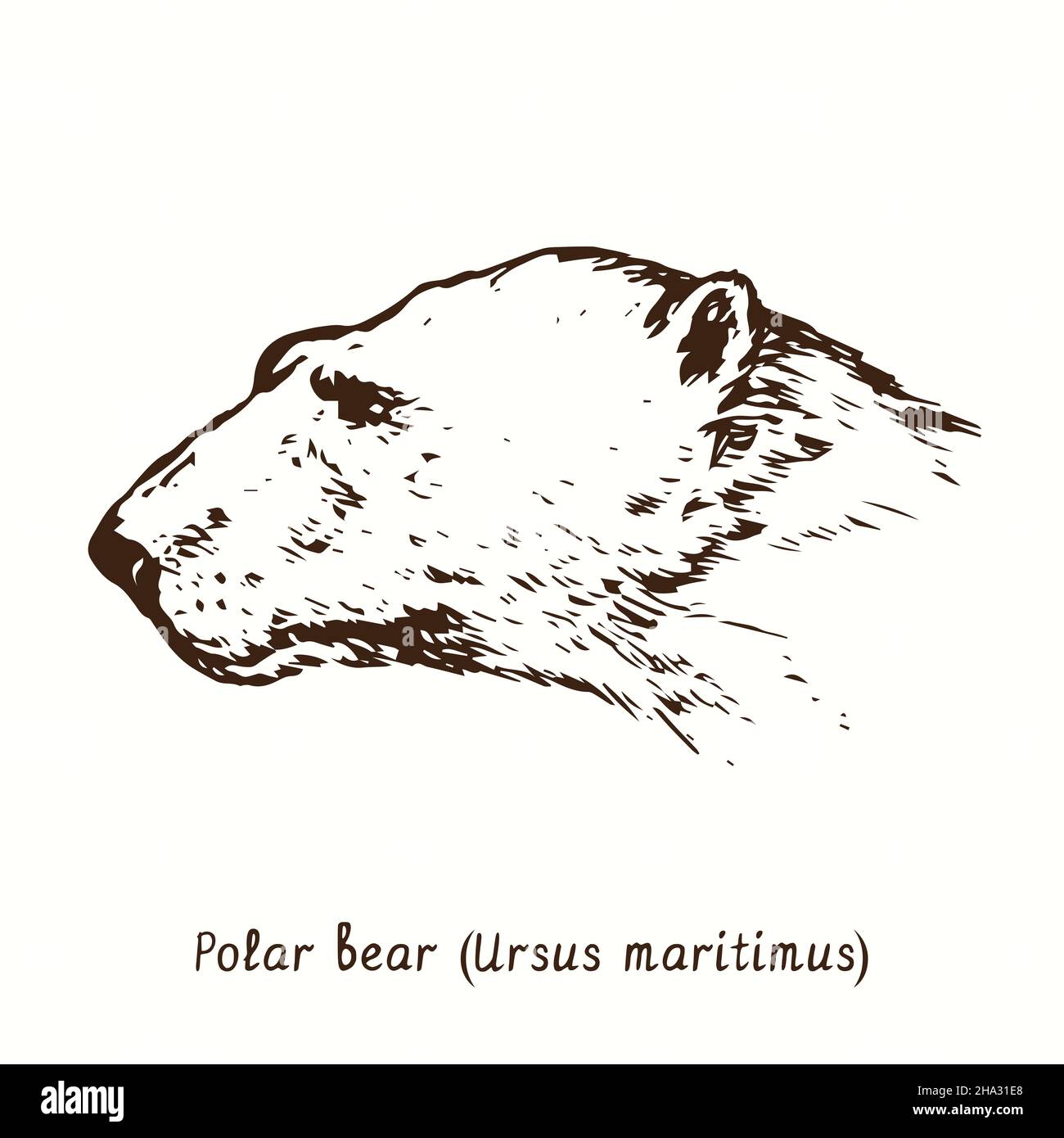 Vue latérale de la tête de l'ours polaire (Ursus maritimus).Dessin d'une boisée noire et blanche à l'encre. Banque D'Images