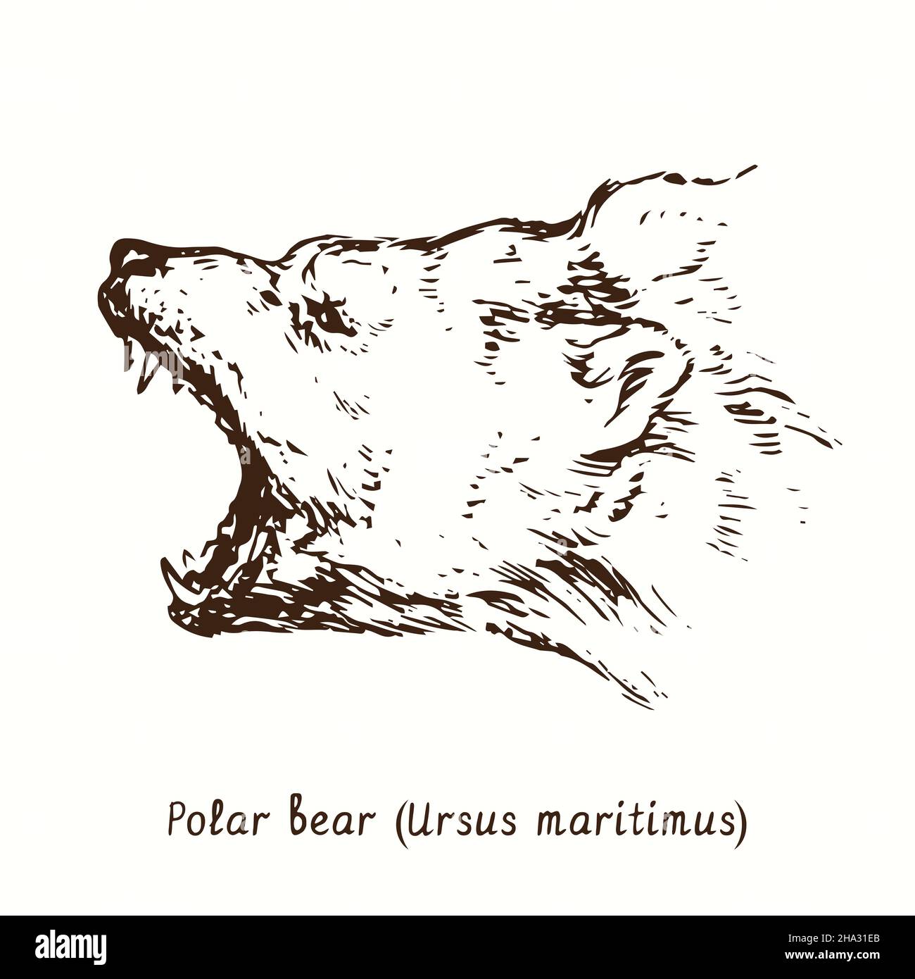 Ours polaire (Ursus maritimus) grognement muzzle vue latérale.Dessin d'une boisée noire et blanche à l'encre. Banque D'Images