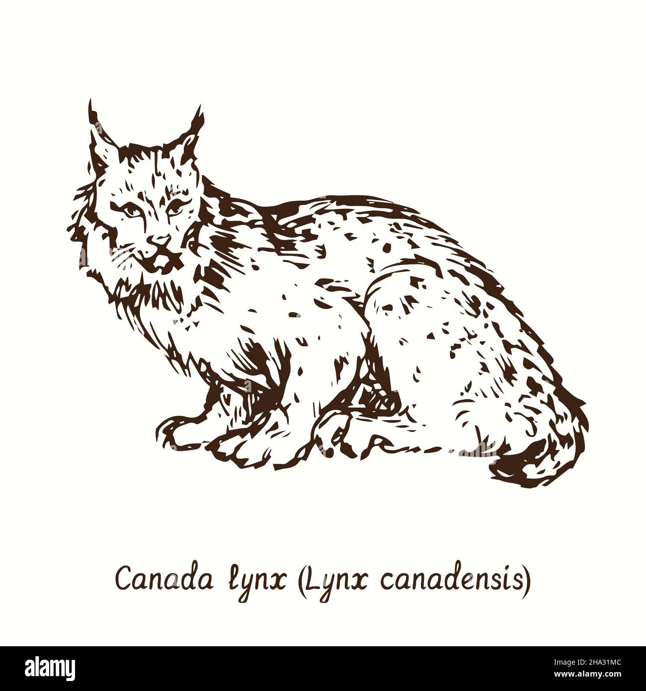 Vue latérale du lynx du Canada (Lynx canadensis).Dessin d'une boisée noire et blanche à l'encre. Banque D'Images