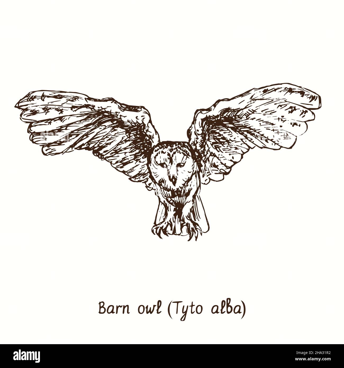 Vue avant volante de la grange Owl (Tyto alba).Dessin d'une boisée noire et blanche à l'encre. Banque D'Images