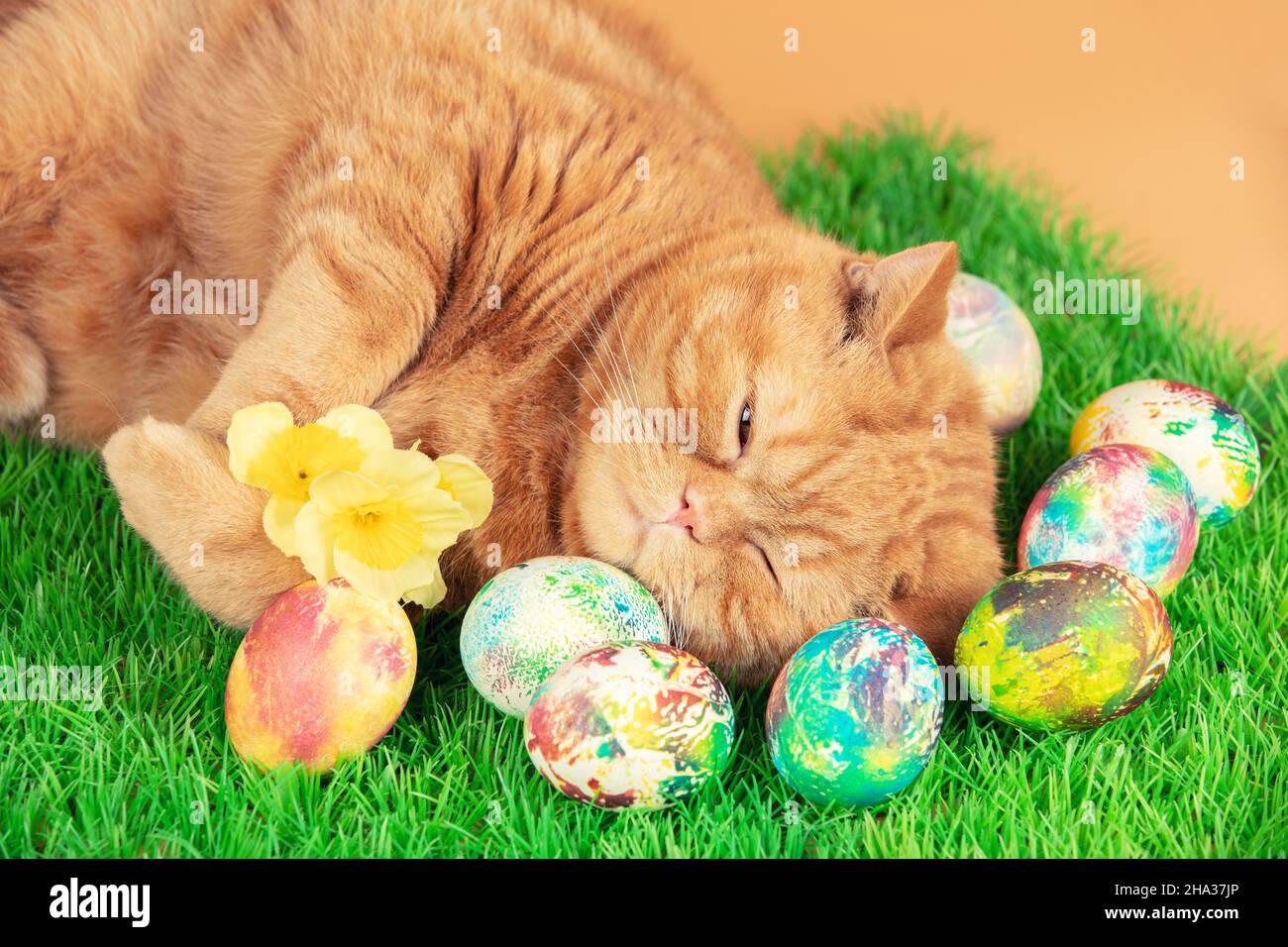 Un chat de gingembre drôle dormant sur gazon artificiel près des œufs de pâques colorés Banque D'Images