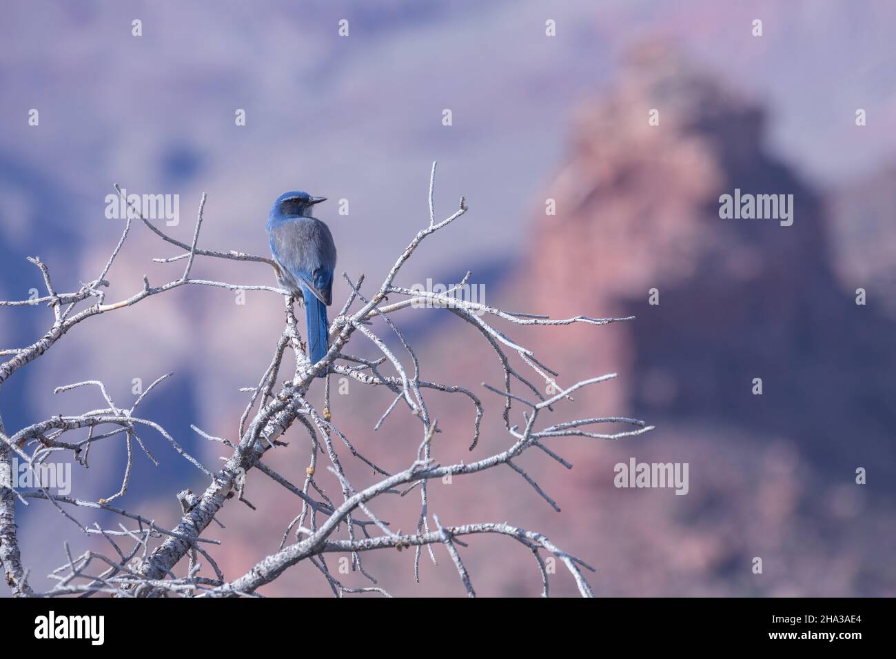 Pinyon Jay (Gymnorhinus cyanocephalus) dans le Grand Canyon Banque D'Images