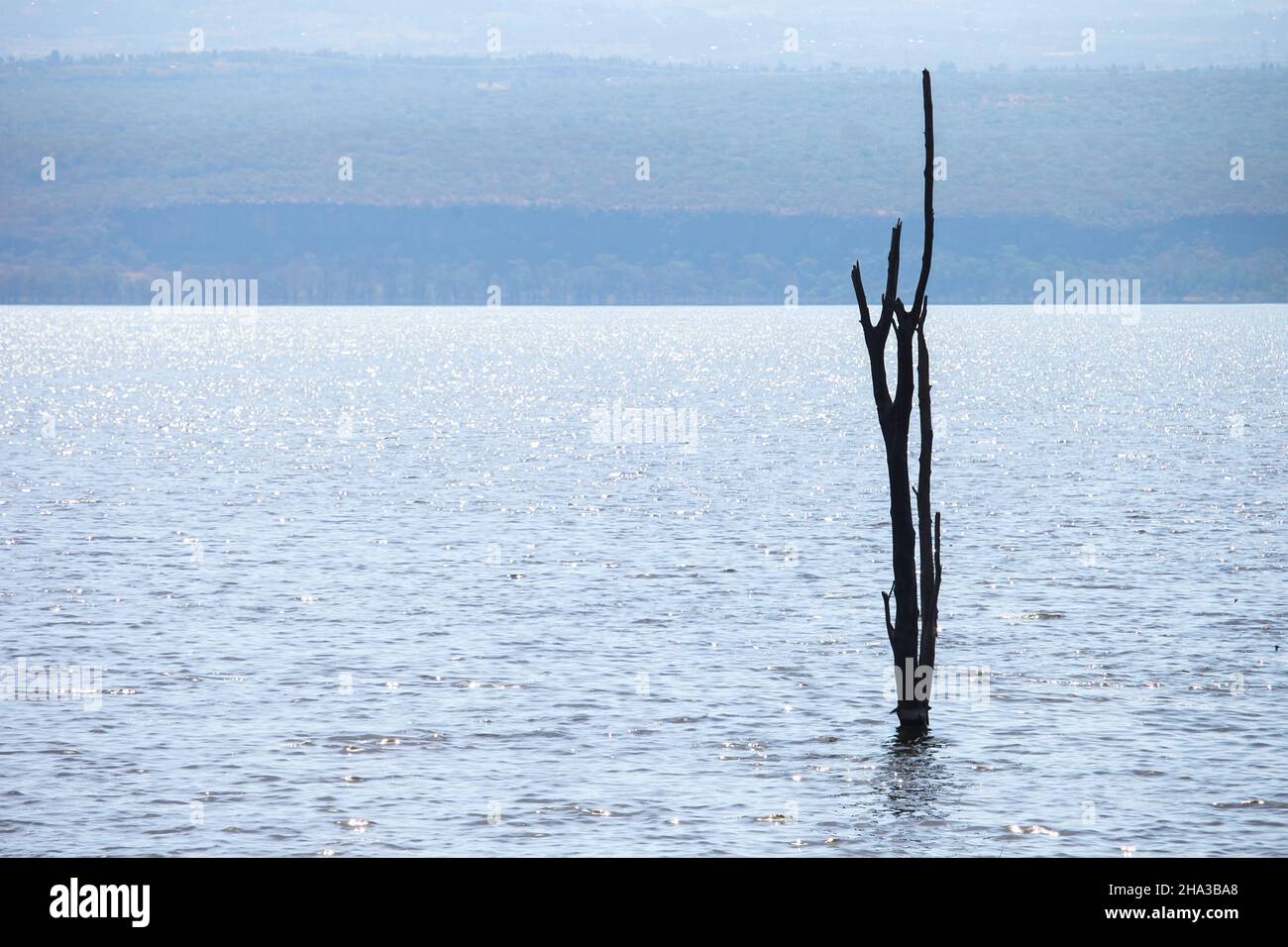 Arbre sec dans le lac Nakuru, Kenya Banque D'Images