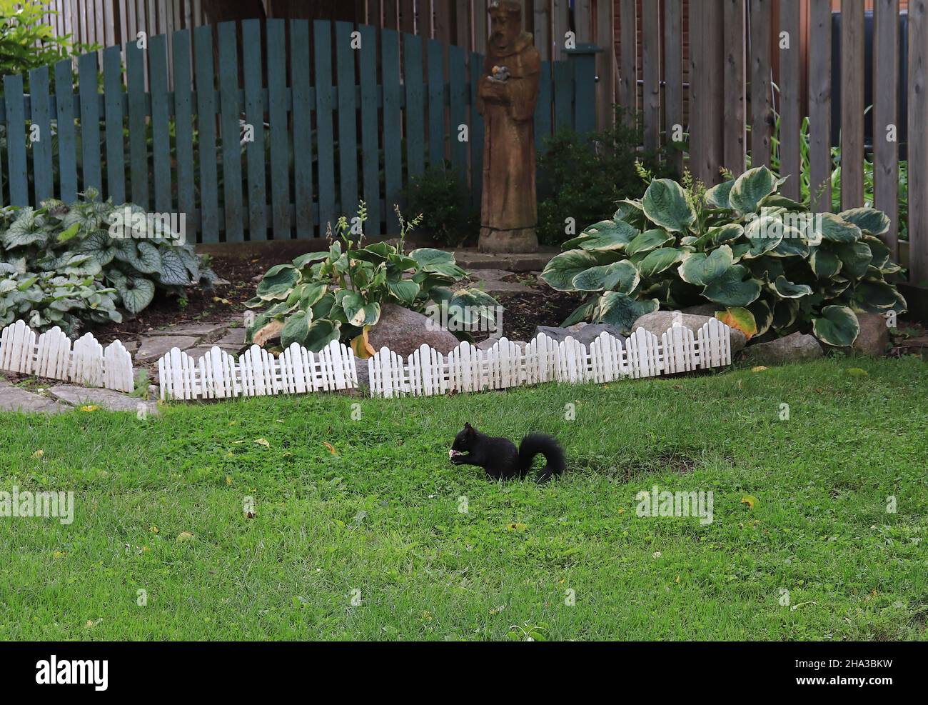 L'écureuil noir/écureuil gris de l'est dans la pelouse/Ontario/Canada Banque D'Images