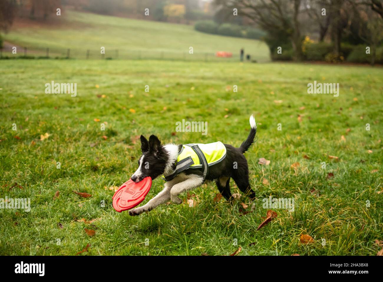 Un jeune chiot collie à bordure noire et blanche qui tourne avec une frizbee dans sa bouche pendant qu'il joue à FETCH dans le parc. Banque D'Images