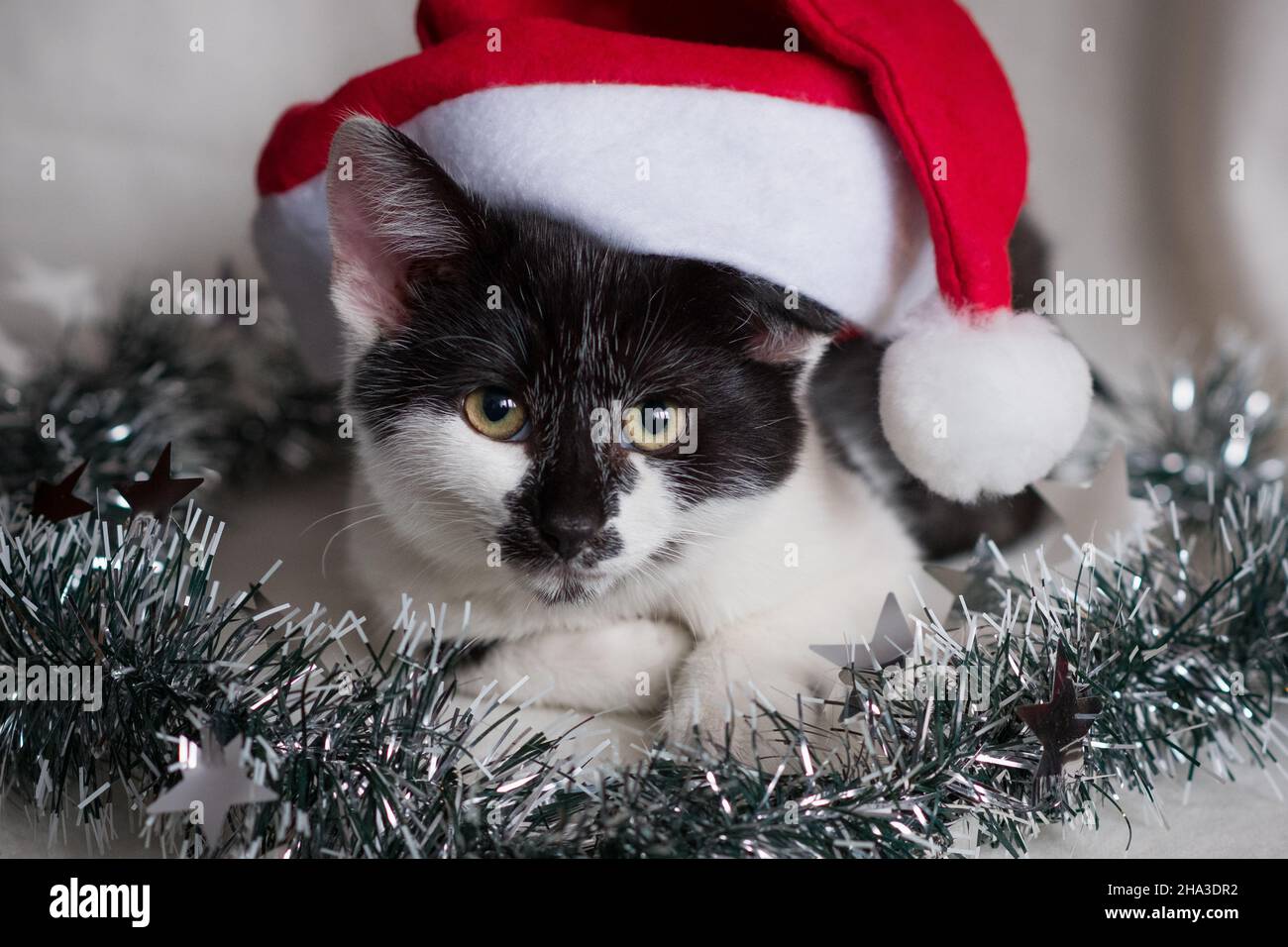 Carte de Noël avec mignon jeune tomcat . Banque D'Images