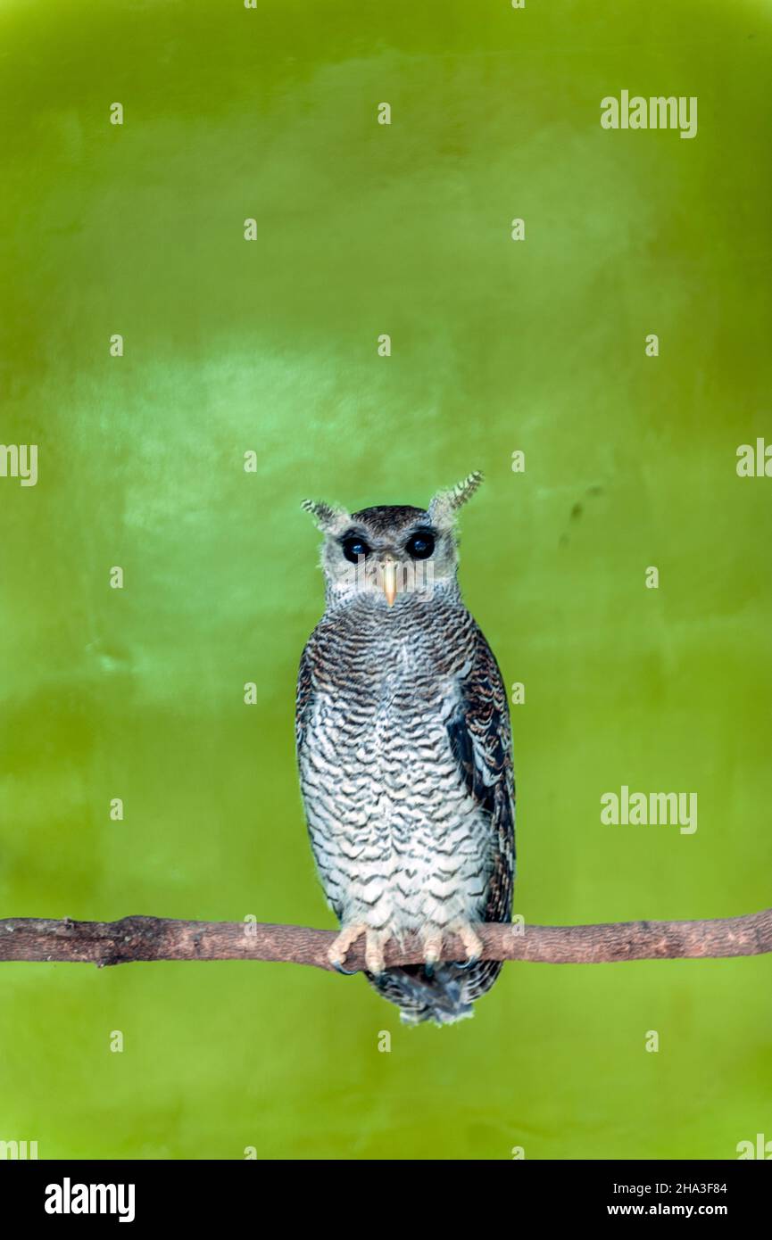 Hibou d'aigles barré debout sur une branche. Banque D'Images