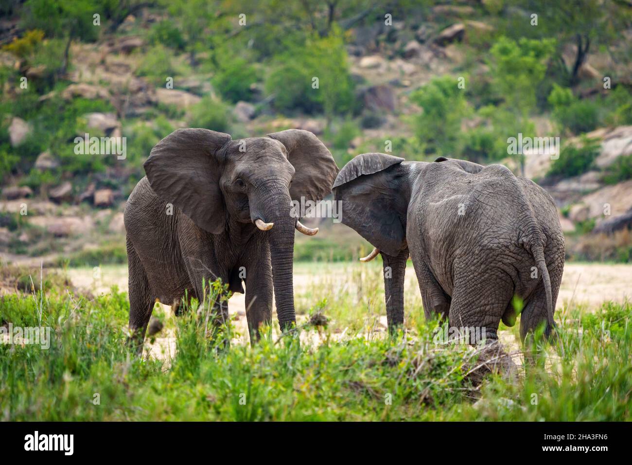 L'éléphant de brousse africain ou l'éléphant de savane africaine (Loxodonta africana) taureaux se défiant les uns les autres.Mpumalanga.Afrique du Sud. Banque D'Images