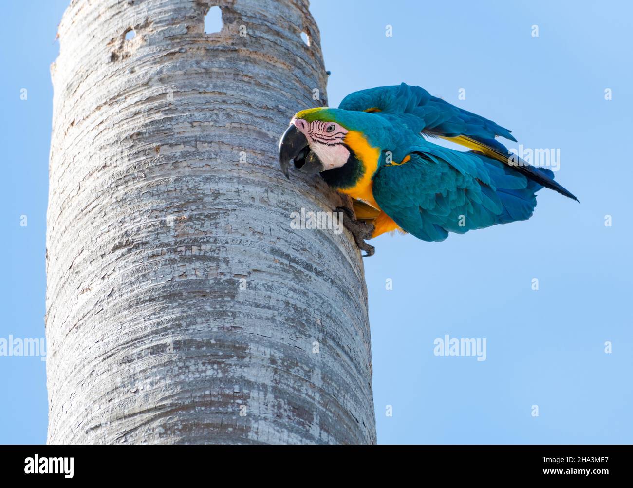 Une Macaw bleue et jaune, des aras bleues et jaunes, Ara ararauna, jouant et étant espiègle sur un tronc d'arbre. Banque D'Images Une Macaw bleue et jaune, des aras bleues et jaunes, Ara ararauna, jouant et étant espiègle sur un tronc d'arbre. Banque D'Images