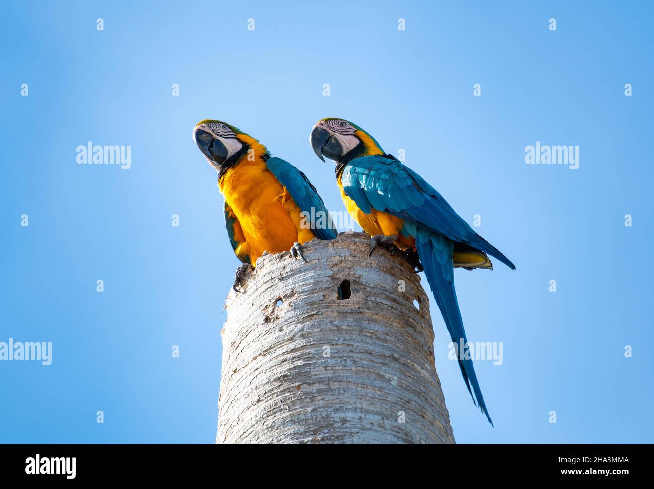 Une paire d'aras bleu et jaune, Ara ararauna, jouant sur un tronc de palmier mort isolé contre le ciel bleu. Banque D'Images Une paire d'aras bleu et jaune, Ara ararauna, jouant sur un tronc de palmier mort isolé contre le ciel bleu. Banque D'Images