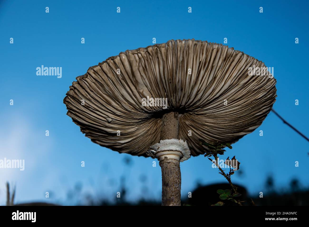 Octobre 2021.Gros plan des lamelles d'un champignon.Photo de haute qualité Banque D'Images
