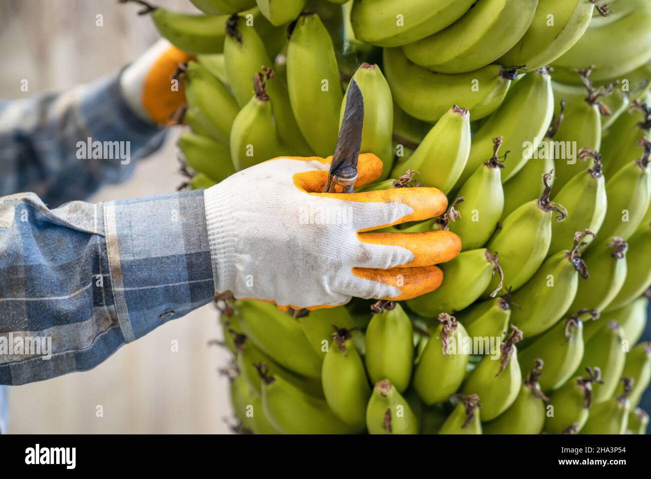 Industrie de la banane.Grand bouquet de bananes mûres vertes entre les mains des hommes.Préparation de bananes pour la vente en gros.Vue latérale. Banque D'Images