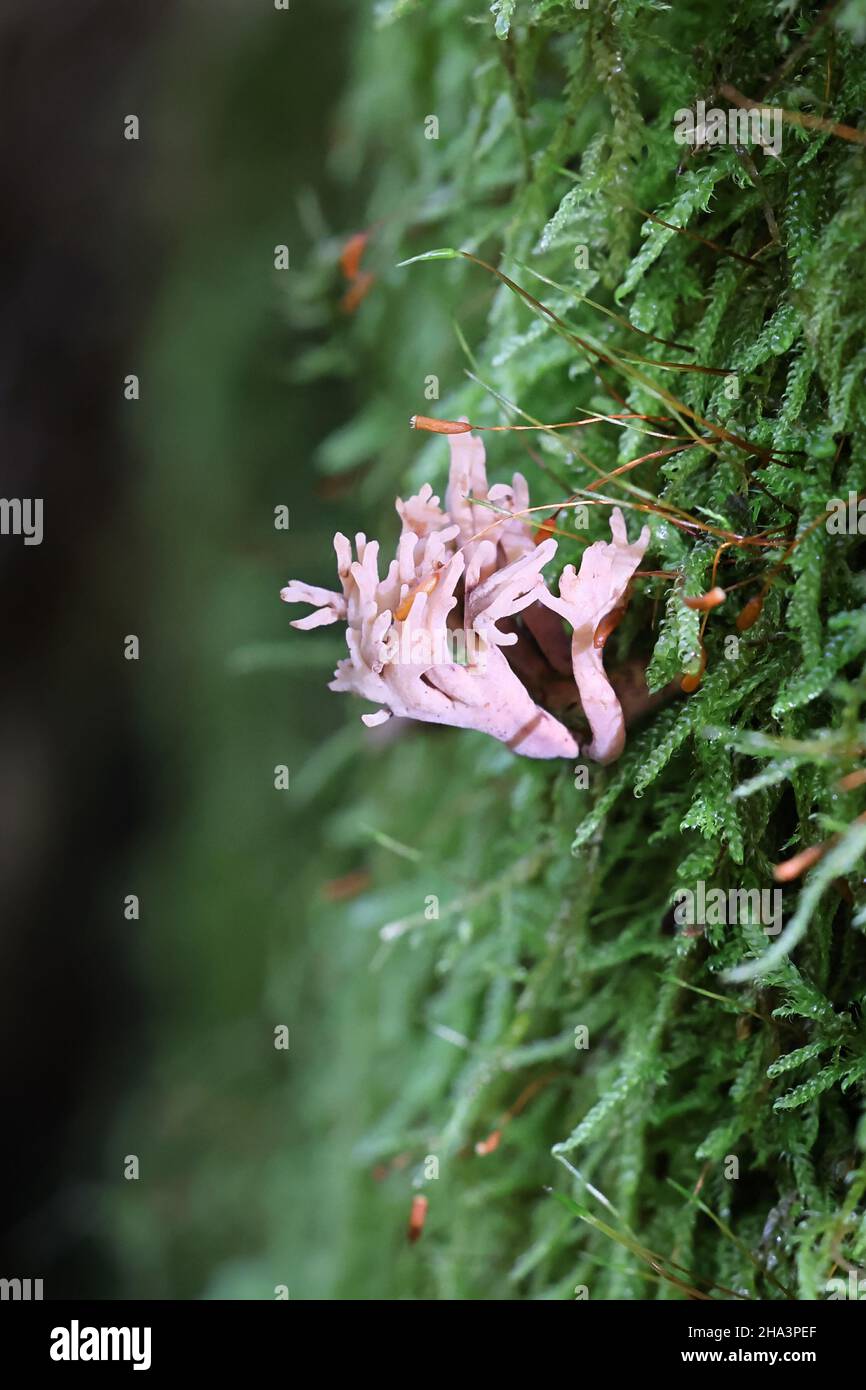 Lentaria byssiseda, un champignon de corail finlandais qui pousse sur le tronc de l'épinette, pas de nom anglais commun Banque D'Images Lentaria byssiseda, un champignon de corail finlandais qui pousse sur le tronc de l'épinette, pas de nom anglais commun Banque D'Images