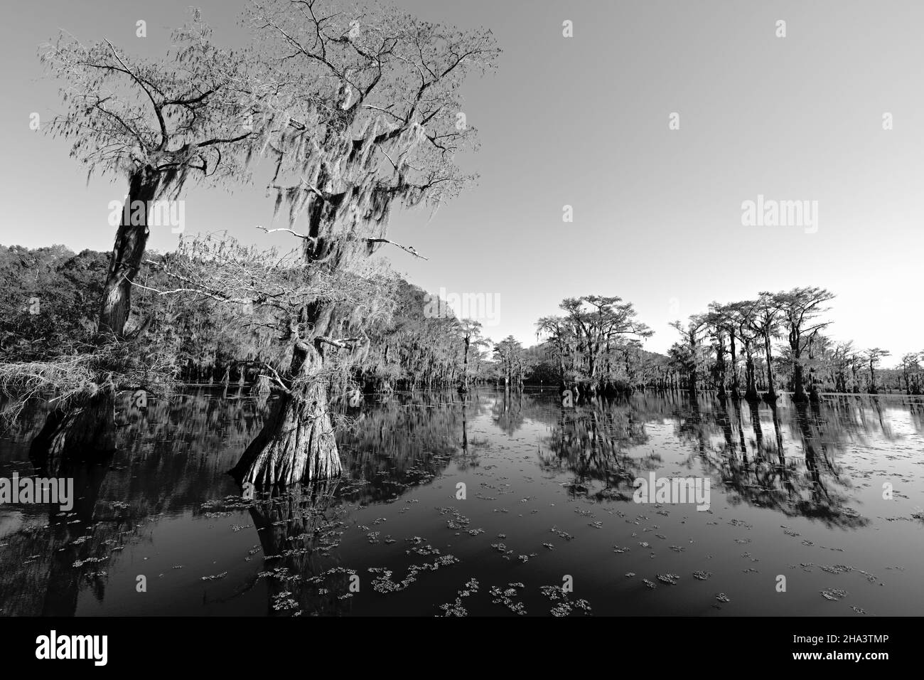 Cyprès et mousse espagnole au lac Caddo, Texas Banque D'Images