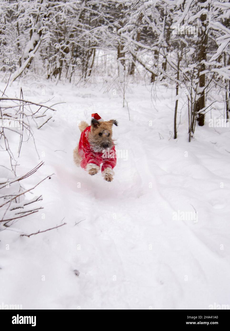 Terrier irlandais à revêtement doux.Un chien rouge moelleux en costume rouge du nouvel an pose dans une forêt enneigée. Banque D'Images