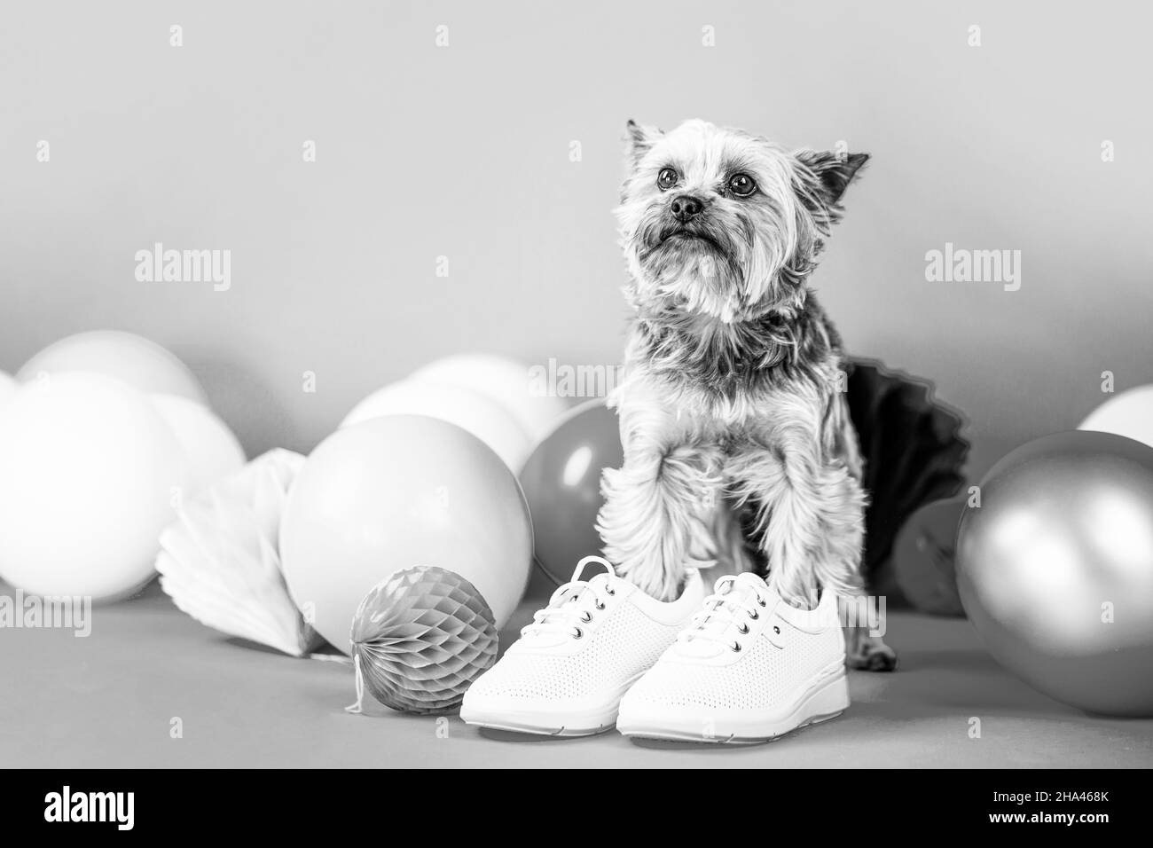 Chaussures pour chiens. Yorkshire Terrier à chaussures. Chien mignon portant des vêtements et des chaussures Banque D'Images