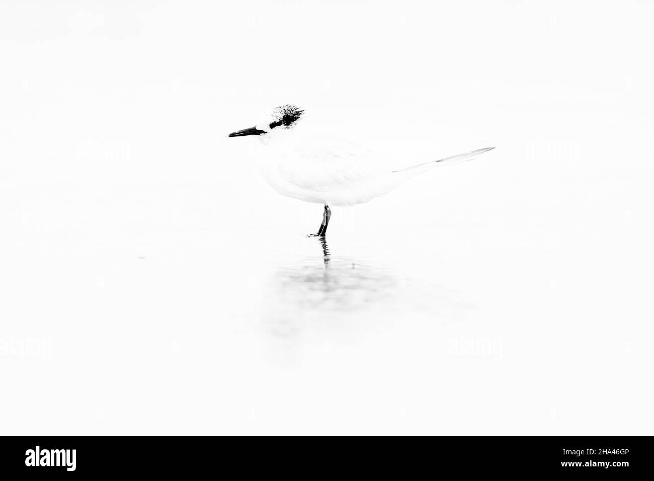 Sterne sandwich (Thalasseus sandvicensis), vue latérale d'un adulte en plumage d'hiver debout dans l'eau, Campanie, Italie Banque D'Images Sterne sandwich (Thalasseus sandvicensis), vue latérale d'un adulte en plumage d'hiver debout dans l'eau, Campanie, Italie Banque D'Images