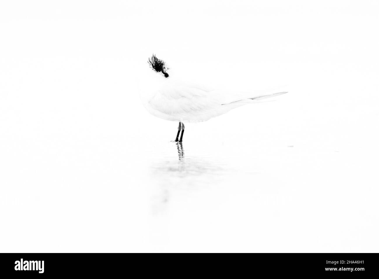 Sterne sandwich (Thalasseus sandvicensis), vue latérale d'un adulte en plumage d'hiver debout dans l'eau, Campanie, Italie Banque D'Images Sterne sandwich (Thalasseus sandvicensis), vue latérale d'un adulte en plumage d'hiver debout dans l'eau, Campanie, Italie Banque D'Images