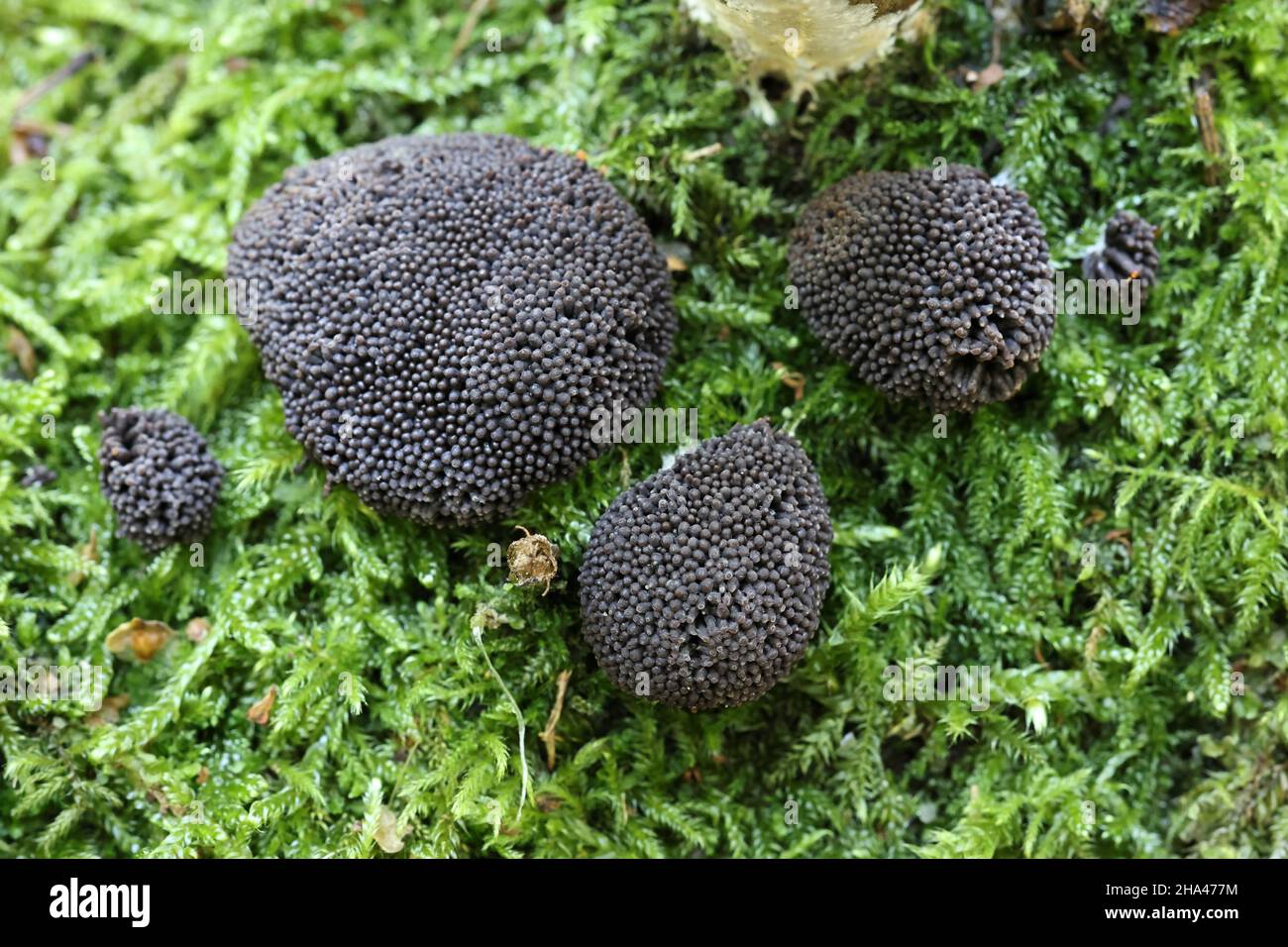 Tubifera ferruginosa, connue sous le nom de moule à chaux de framboise Banque D'Images