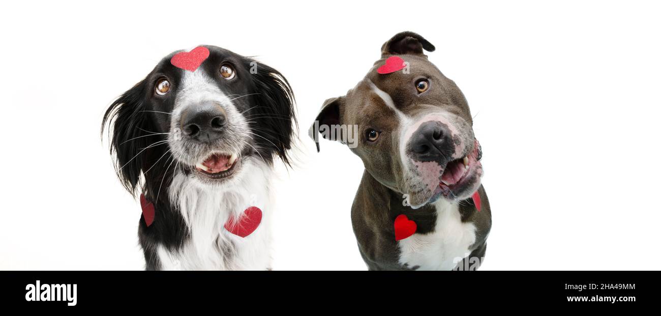 Bannière chien amour.Border collie et le taureau américain amoureux célébrant la Saint-Valentin.Isolé sur fond blanc Banque D'Images