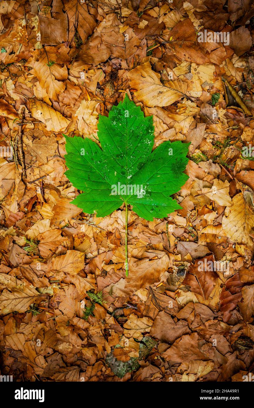 feuille d'érable verte dans les feuilles d'automne sur le sol Banque D'Images