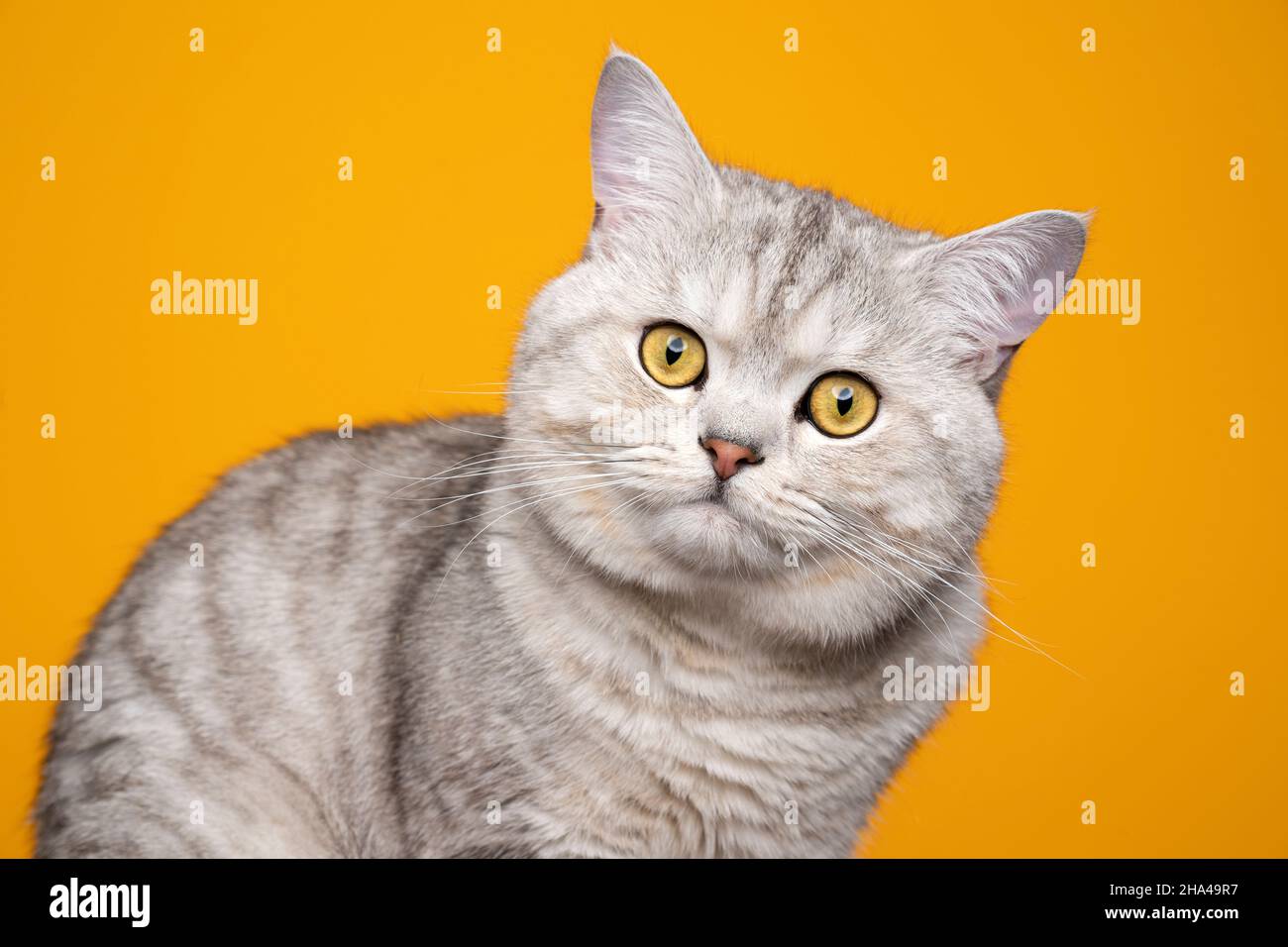 joli petit chat britannique moelleux avec fourrure de tabby argenté sur fond jaune assorti à la couleur des yeux Banque D'Images