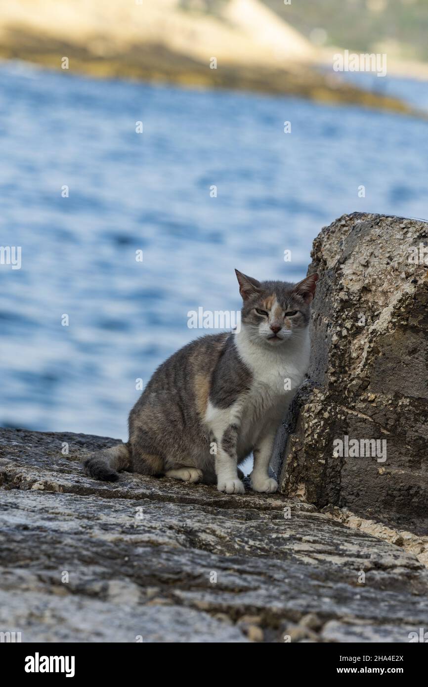 Belle Photo D Un Chat Errant Sur Un Sol Rocheux Avec La Mer En Arriere Plan A La Valette Malte Photo Stock Alamy