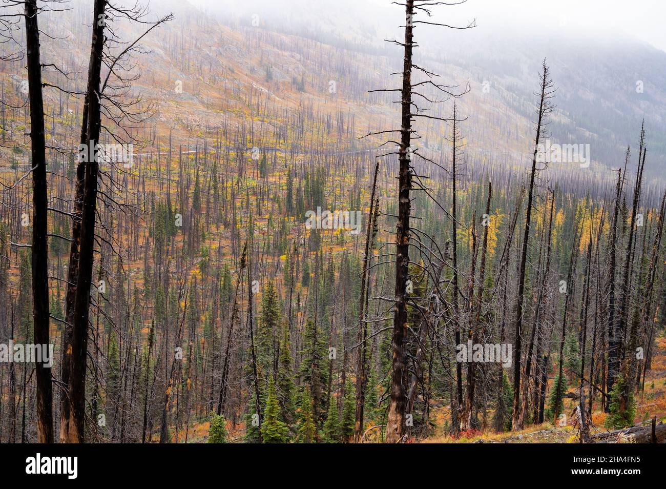 Brouillard et arbres brûlés dans les montagnes subalpines Banque D'Images