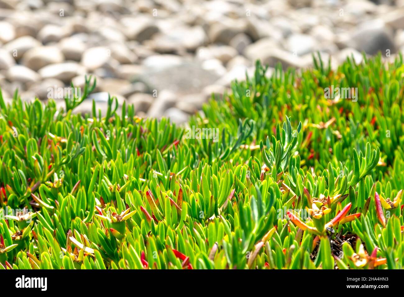 Carpobrotus edulis plante succulente le long de Gwynver Beach, Penwith Peninsula, Cornwall, Royaume-Uni Banque D'Images