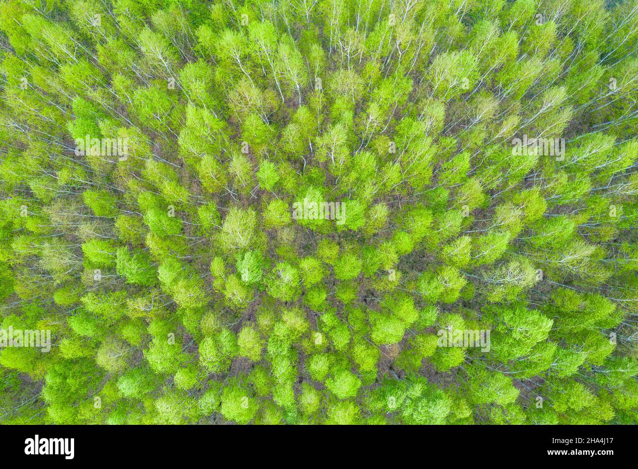Route de vue aérienne traversant la forêt, route traversant la forêt verte, texture de la vue de la forêt d'en haut, écosystème et environnement sain concepts an Banque D'Images
