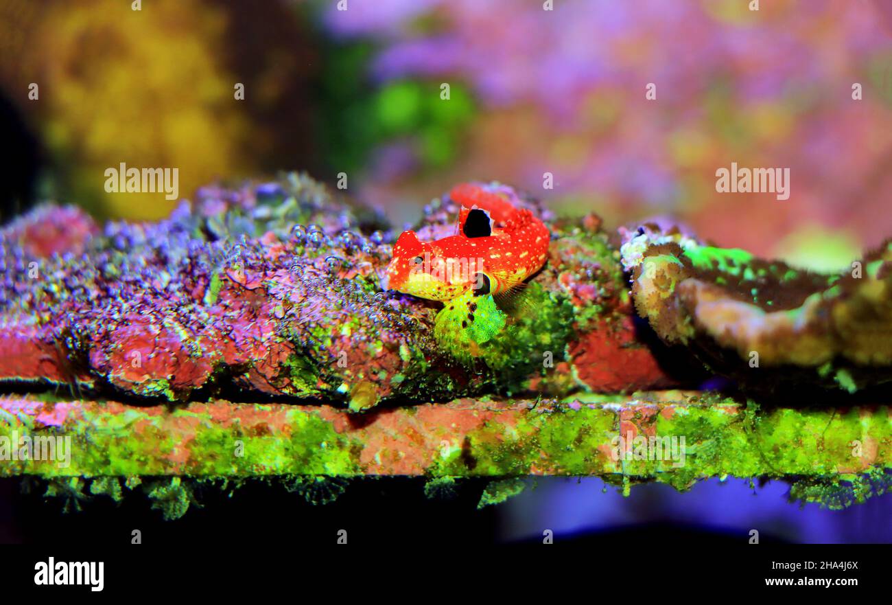 Rouge rubis Dragonet - Synchiropus sycorax Banque D'Images