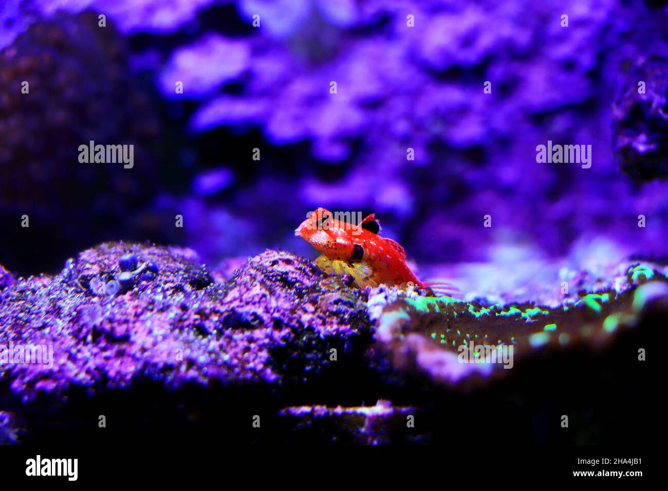 Rouge rubis Dragonet - Synchiropus sycorax Banque D'Images