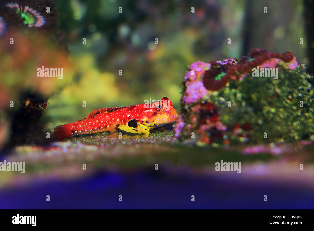 Rouge rubis Dragonet - Synchiropus sycorax Banque D'Images