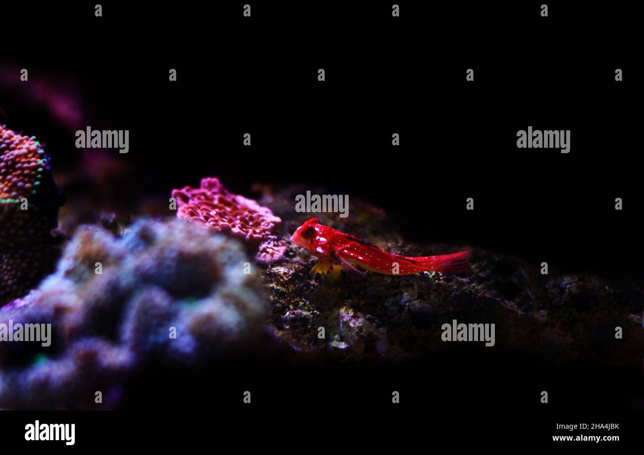Rouge rubis Dragonet - Synchiropus sycorax Banque D'Images