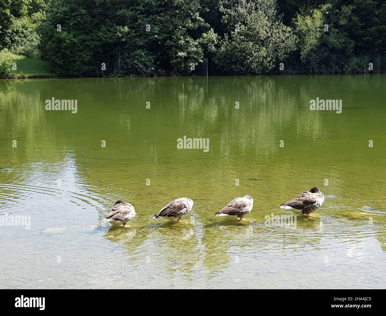 zamilapark à zarndorf / bogenhausen: conçu sur le plan, il surprend avec son naturel, petit lac au milieu du parc, vastes espaces verts, arbres luxuriants, oies dans l'eau peu profonde Banque D'Images