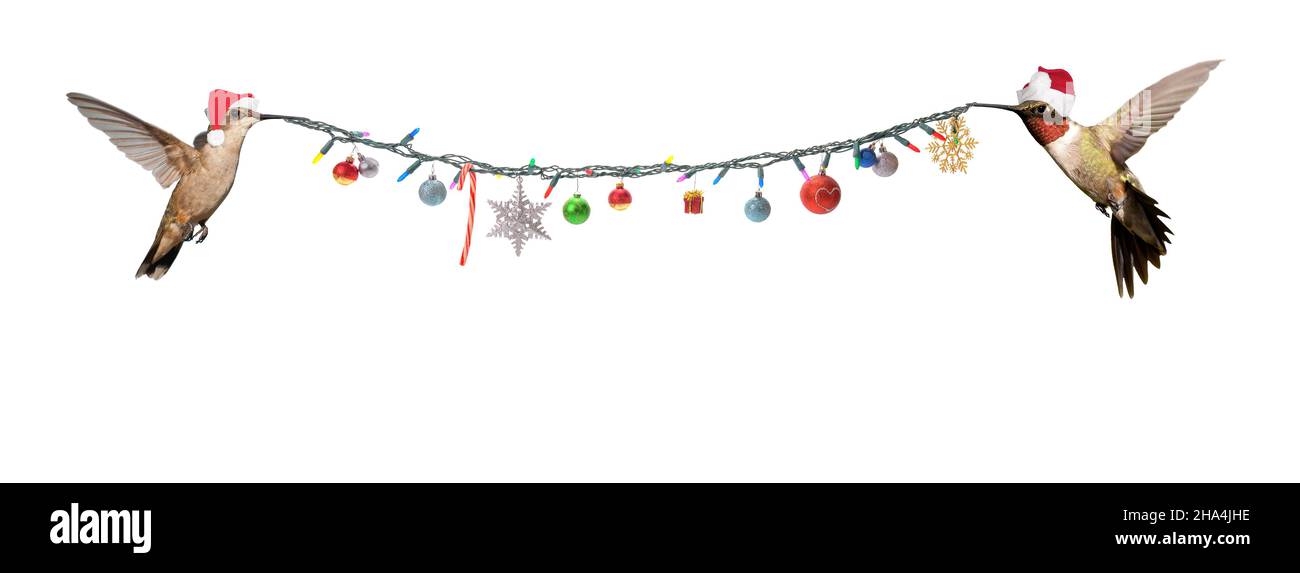 Deux Hummingbirds portant des chapeaux de père Noël portant des lumières et des ornements de Noël; sur blanc, avec un espace de copie pour l'accueil ou l'utilisation de bannière Banque D'Images