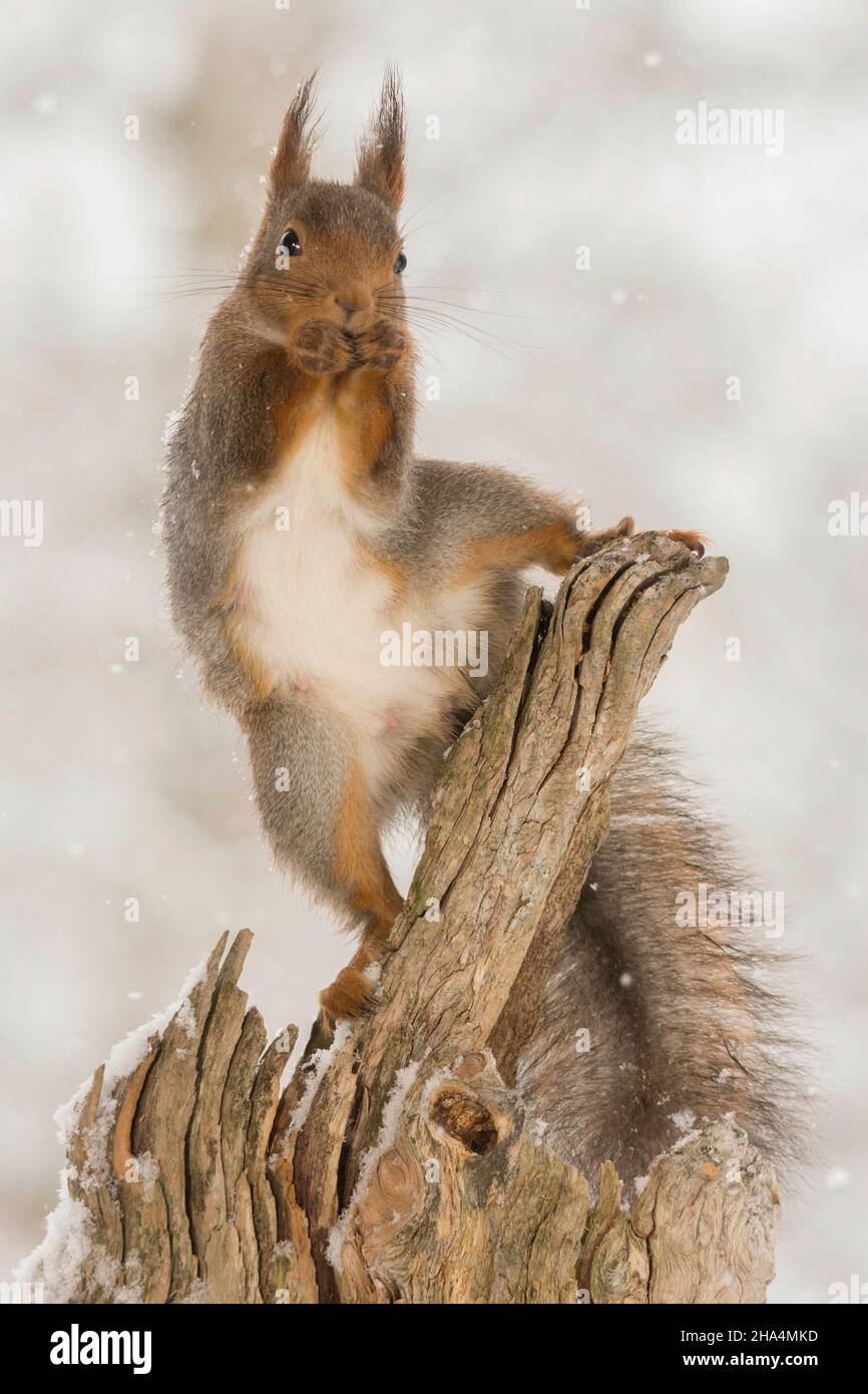 Close up of female écureuil rouge avec un groupe debout sur un tronc d'arbre alors qu'il neige Banque D'Images