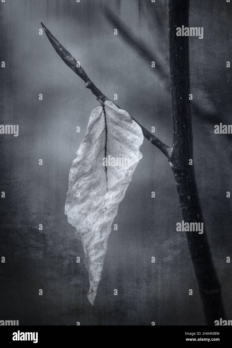 Photo artistique en noir et blanc de la feuille mourante qui s'accroche encore à la branche Banque D'Images