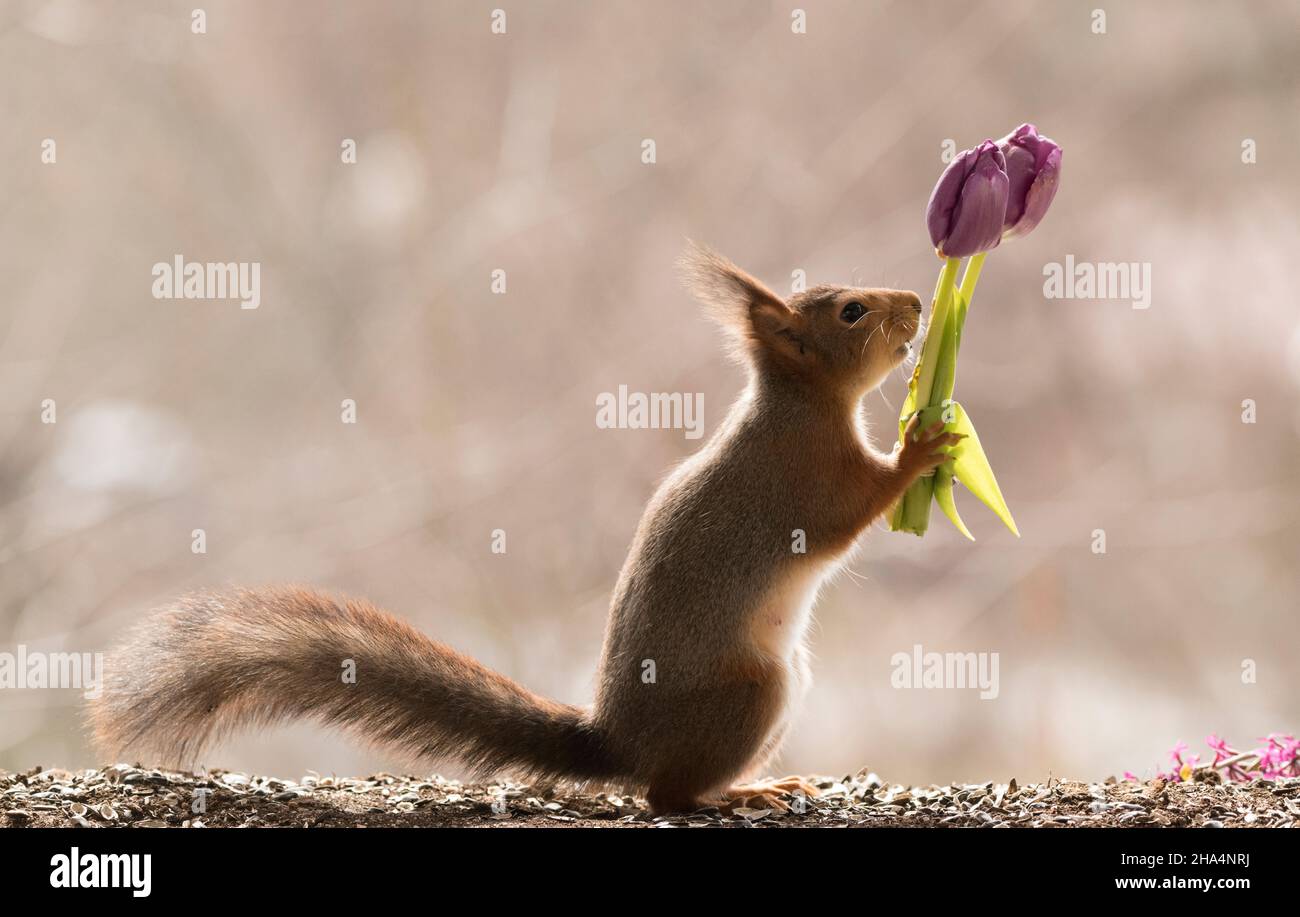 écureuil rouge tenant un bouquet de tulipes pourpres Banque D'Images