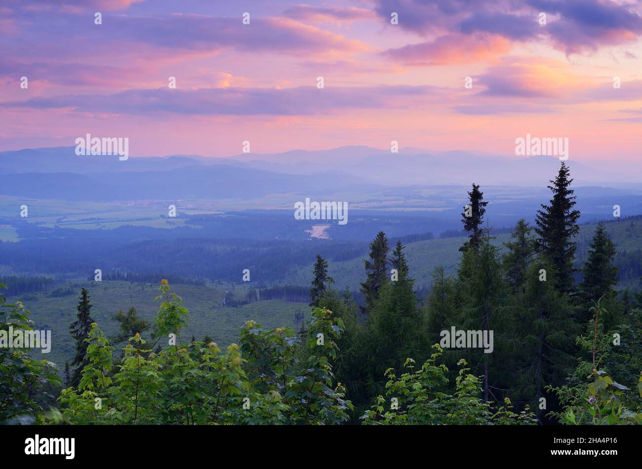 Paysage avec un coucher de soleil coloré et forêt de pins Banque D'Images