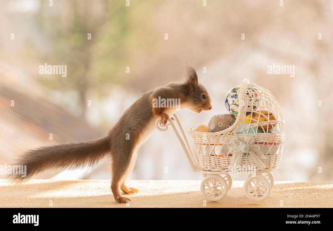 écureuil rouge sautant avec une poussette avec des œufs Banque D'Images