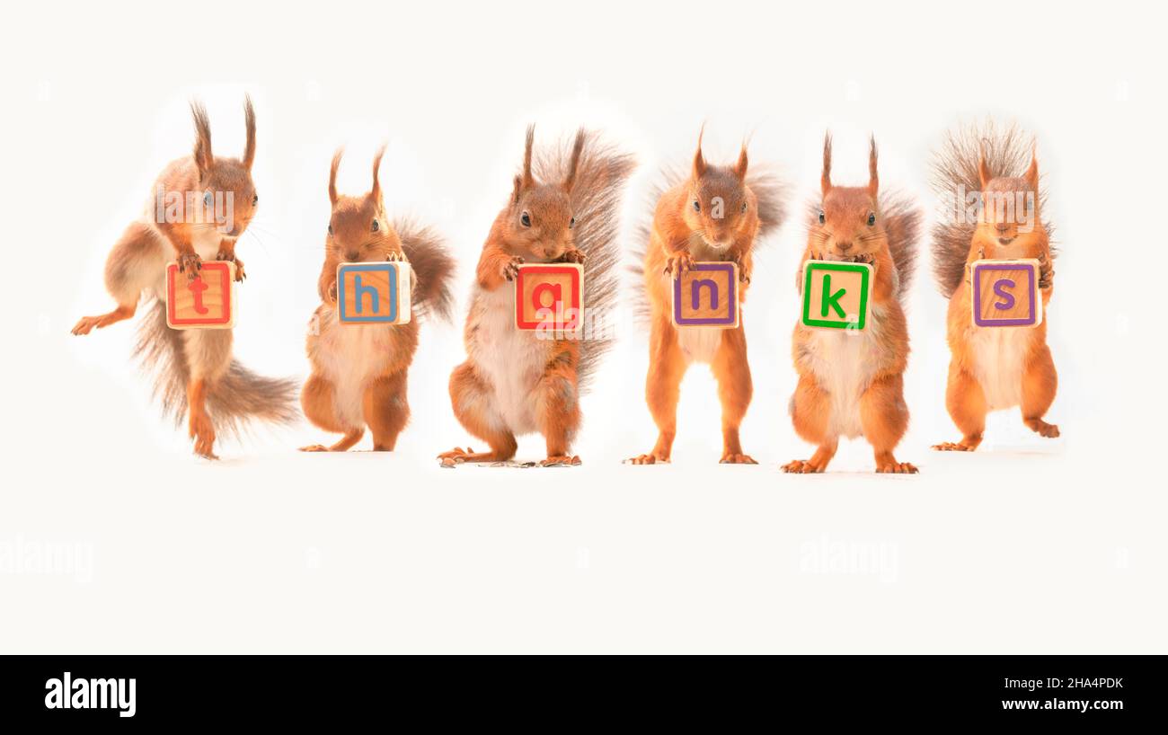 les écureuils rouges tiennent des blocs avec les lettres formant des remerciements de mot Banque D'Images