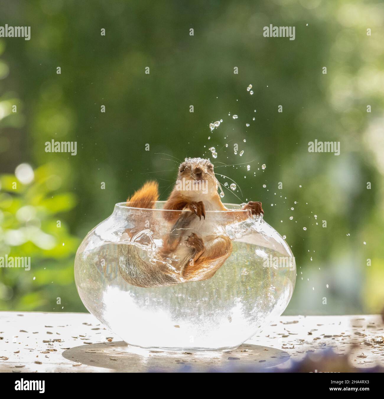 un jeune écureuil rouge tombe dans l'eau d'un bol à poissons Banque D'Images