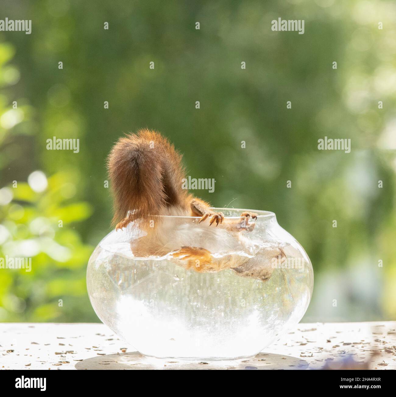 un jeune écureuil rouge qui plonge sous l'eau dans un bol à poissons Banque D'Images