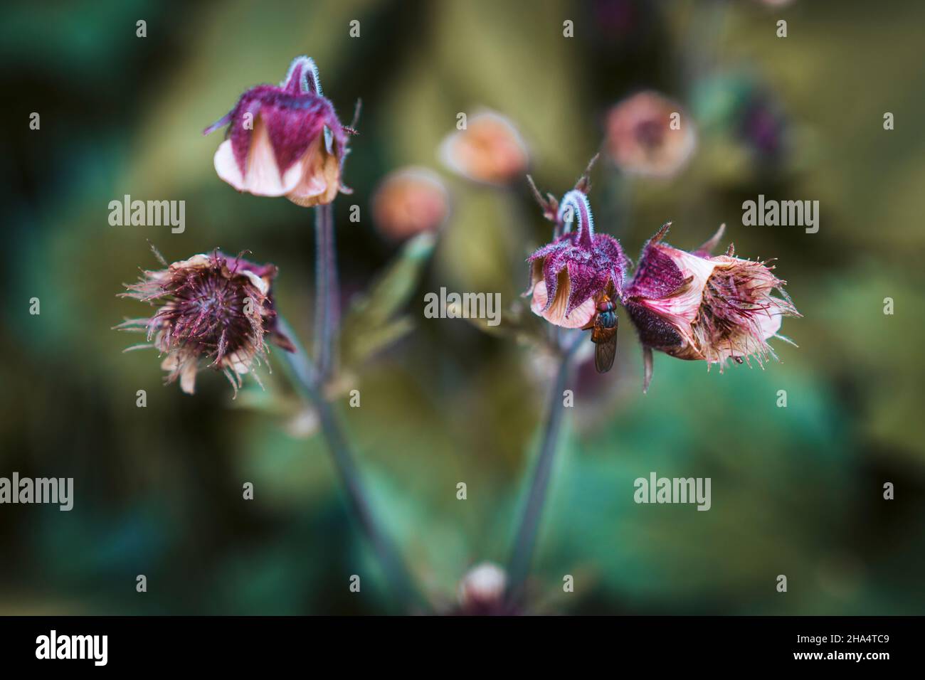 bach avens,geum rivale,tyrol,autriche,été Banque D'Images
