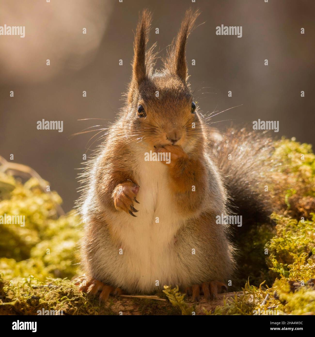 Close up of red squirrel comité permanent sur l'arbre avec une main tenant la mousse à la bouche Banque D'Images