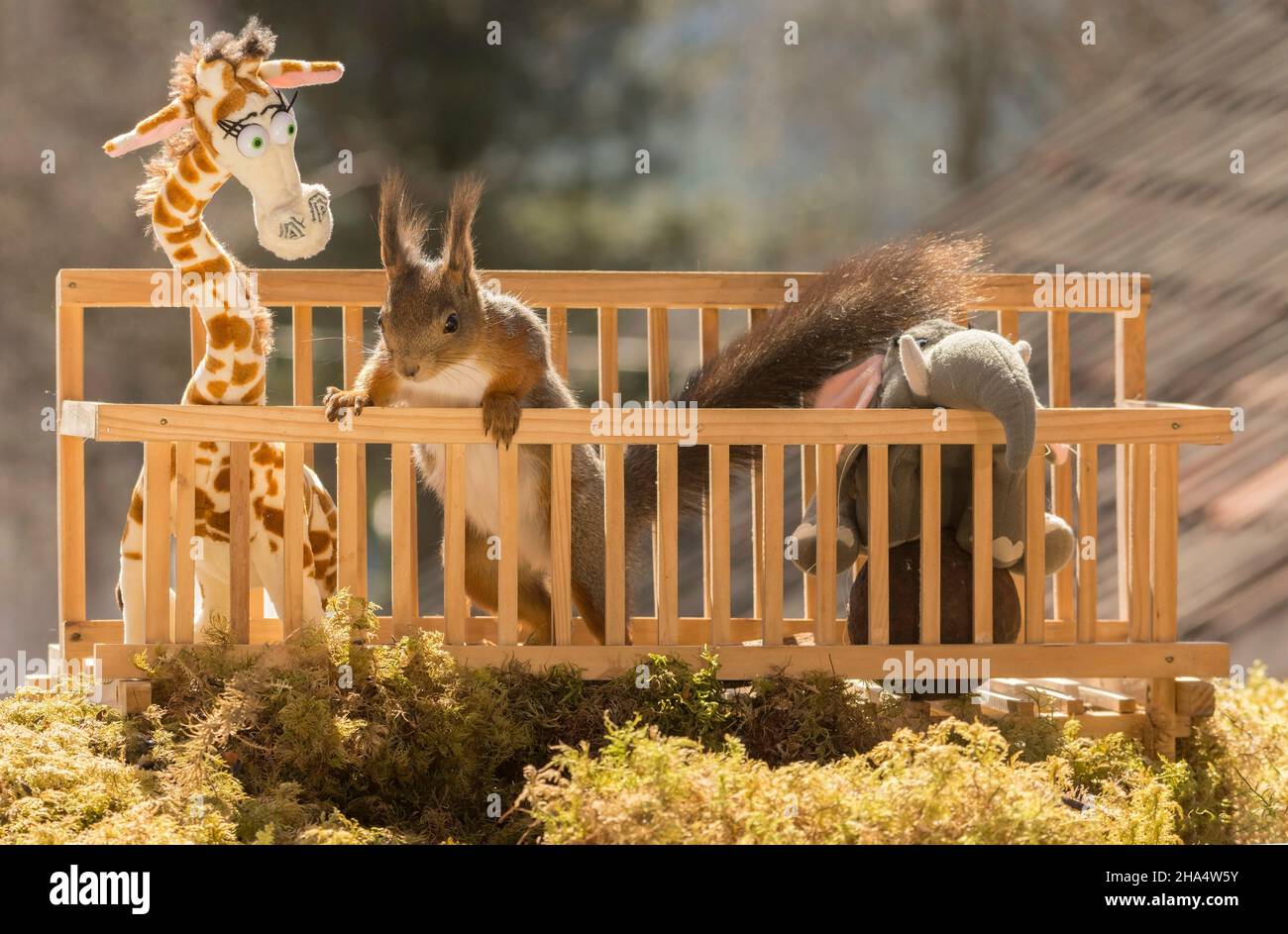 Close up of red squirrel entre une girafe et l'éléphant dans une cage Banque D'Images