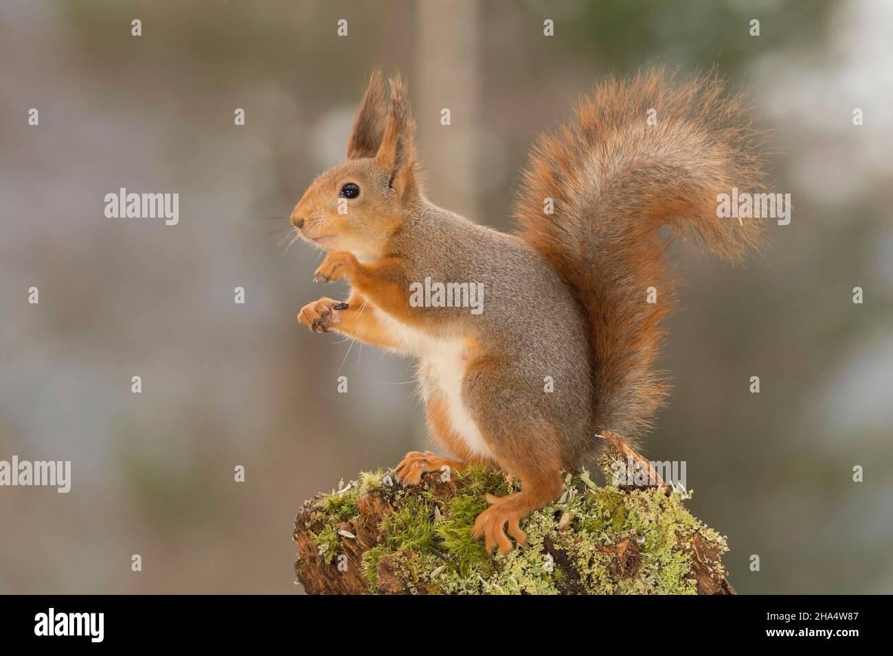 Ecureuil debout profil arbre Banque de photographies et d’images à